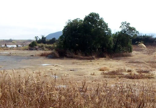 boraamizaki07.jpg
