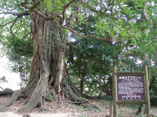 mejihana06.jpg