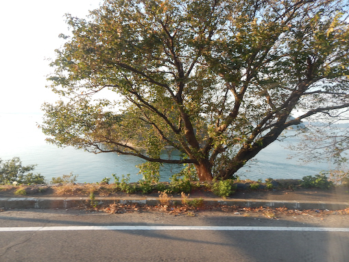 osakinohana-8.jpg