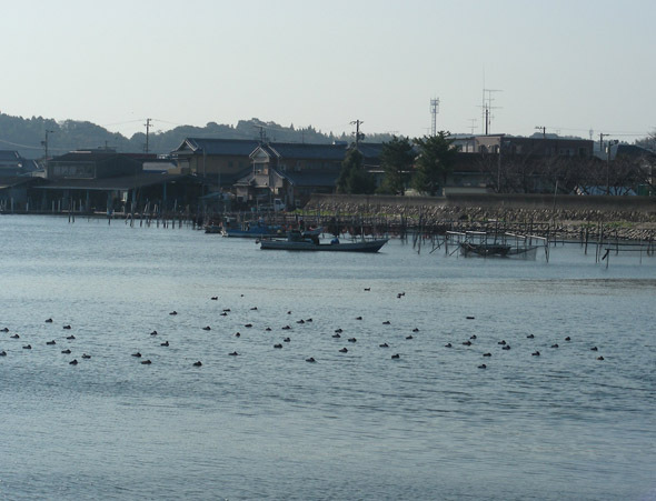 syotaijihana08.jpg