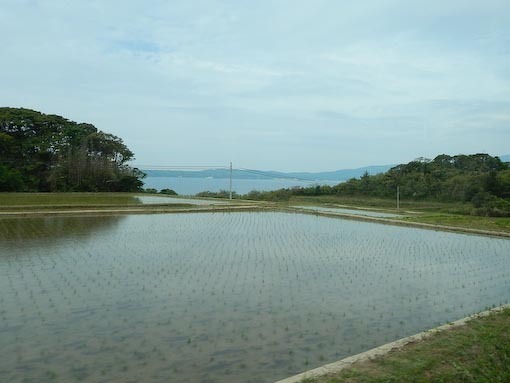 tagirisu-3.jpg